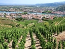 Weinberge mit Stadt und Fluss im Hintergrund.