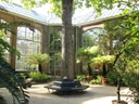 Glasgewächshaus mit grossem Baum und Pflanzen im Inneren.