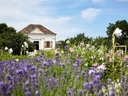 Historisches Haus hinter blühendem Garten mit Lavendel.