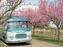 Alter Bus auf Strasse mit blühenden Bäumen im Frühling.