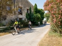Gruppe von Radfahrern auf ländlicher Strasse neben blühenden Büschen.