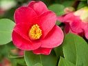 Rote Blume mit gelben Staubblättern und grünen Blättern.