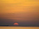 Sonnenuntergang am Meer mit fliegenden Vögeln.