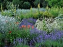 Bunte Blumenwiese mit Lavendel und Mohnblumen.