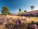 Zwei Personen wandern durch eine Heide mit lila Blumen und Bäumen.