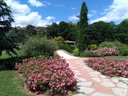 Ein Weg durch einen blühenden Garten mit Pflanzen und Bäumen.