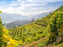 Weinberge mit Dorf und Kirche im Tal.