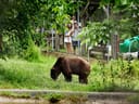 Bär grast auf Wiese, Personen beobachten im Hintergrund.