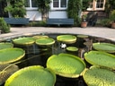Teich mit grossen Seerosenblättern und weissen Blüten.