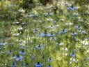 Blühende Wiese mit blauen Blumen.