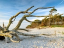 Strand mit Treibholz und Kiefern im Hintergrund.