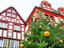 Fachwerkhaus und Weihnachtsbaum mit goldenen Kugeln.
