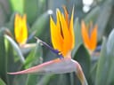 Nahaufnahme von leuchtend orangefarbenen Paradiesvogelblumen mit grünem Laub im Hintergrund.