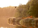 Morgenansicht eines Sees mit fliegendem Vogel und Bäumen.