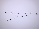 Schwarm fliegender Vögel am Himmel.