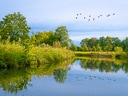 Ruhiger Fluss mit Bäumen und fliegenden Vögeln.