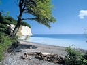 Kieselstrand mit Baum und Steilküste am Meer.