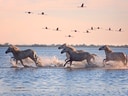 Weisse Pferde galoppieren durch flaches Wasser, während Flamingos darüber fliegen.