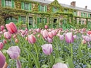 Vorgarten mit rosa Tulpen vor bewachsenem Haus.