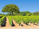 Grüne Weinreben und einzelner Baum unter blauem Himmel.