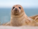 Robbe liegt auf dem Sand vor unscharfem Meereshintergrund.