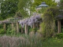 Pergola mit violetten Blumen zwischen grünen Bäumen und Pflanzen.