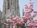 Rosa Blüten vor einer gotischen Kirche mit Uhrturm.
