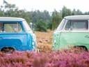 Zwei bunte VW-Busse auf einem lila blühenden Feld vor einem Wald.