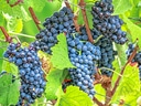 Reife blaue Trauben am Weinstock.