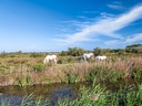 Weisse Pferde auf einer Wiese mit blauem Himmel.