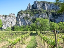 Weinberge vor steilen Felsklippen und Bäumen.