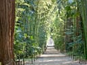 Waldweg durch hohen Bambus.