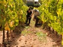 Zwei Personen arbeiten zwischen Reihen von Weinreben im Weinberg.