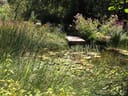 Garten mit Teich, Seerosen und dichten Pflanzen.
