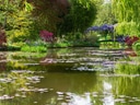 Garten mit Teich, Seerosen und Bäumen im Frühling.