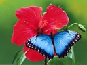 Blauer Schmetterling auf roter Blüte.