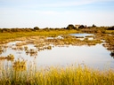 Graslandschaft mit Wasserflächen und Haus im Hintergrund.
