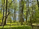 Waldlandschaft mit grünen Bäumen und Sonnenlicht.