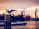Möwe auf einem Pfosten vor einem Hafen mit Kränen und Schiffen bei Sonnenuntergang.