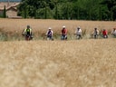 Gruppe von Radfahrern in einem Weizenfeld.