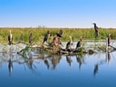 Vögel auf einem Baumstamm im Wasser mit Schilf im Hintergrund.