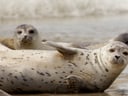 Zwei Robben am Strand.