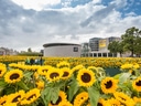 Feld mit Sonnenblumen vor Museumsgebäude.