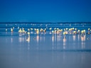 Flamingos im Wasser bei Dämmerung.