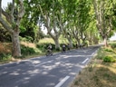 Gruppe Radfahrer auf von Bäumen gesäumter Strasse.