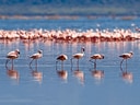 Flamingos im Wasser stehend.