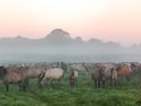 Pferdeherde grast auf nebliger Wiese im Morgengrauen.