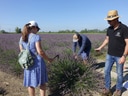 Drei Personen ernten Lavendel auf einem Feld.