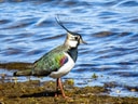 Vogel mit buntem Gefieder steht am Ufer eines Gewässers.