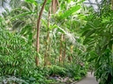 Tropischer Garten mit Palmen und gepflastertem Weg.